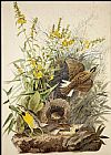 John James Audubon Canvas Paintings - Meadowlark